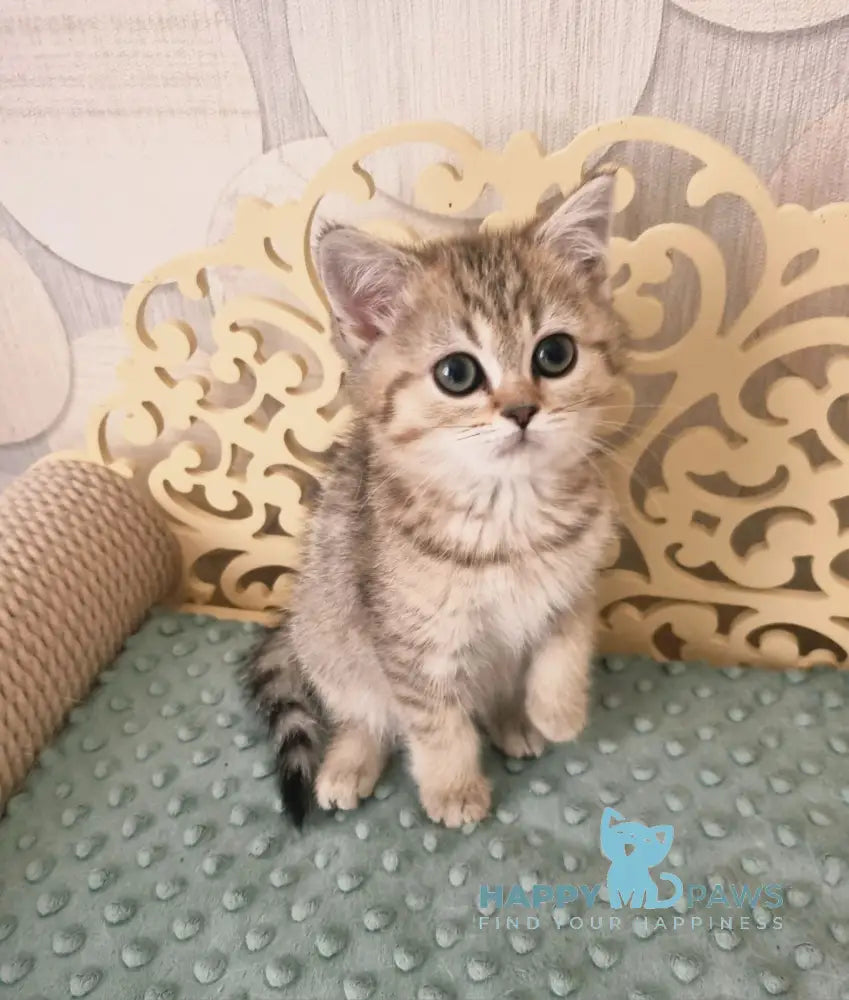 Dana Scottish Straight female black golden spotted tabby live animals