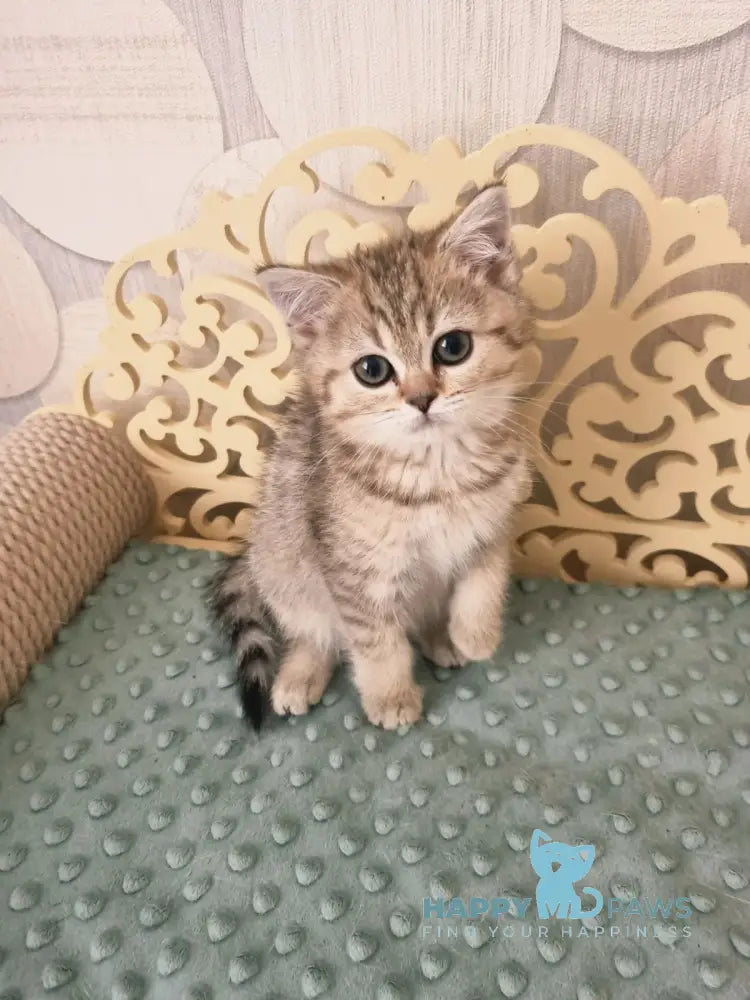 Dana Scottish Straight female black golden spotted tabby live animals
