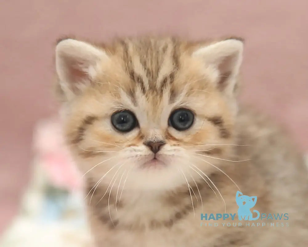 Dana Scottish Straight female black golden spotted tabby live animals
