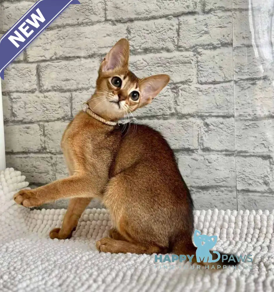 Danaya Abyssinian female black live animals