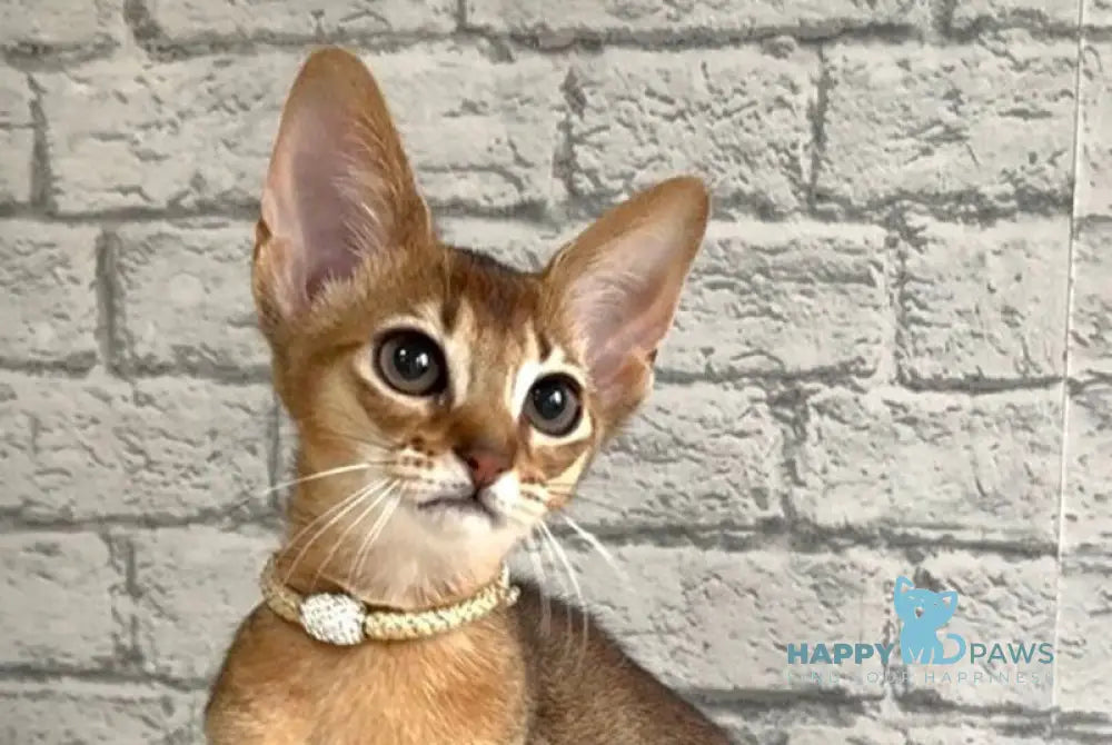 Danaya Abyssinian female black live animals