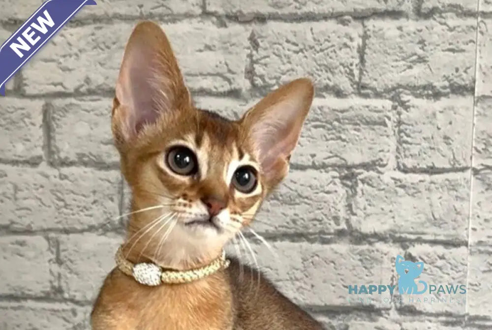 Danaya Abyssinian female black live animals