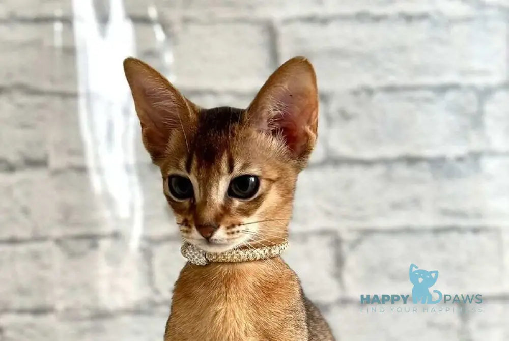 Danaya Abyssinian female black live animals