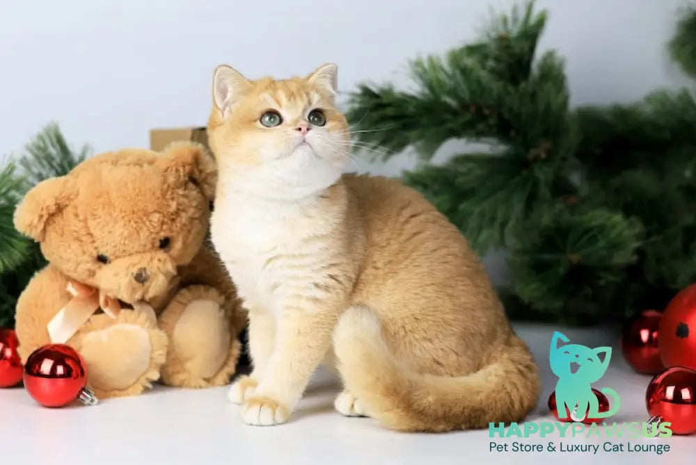 Danaya British Shorthair female black golden chinchilla live animals