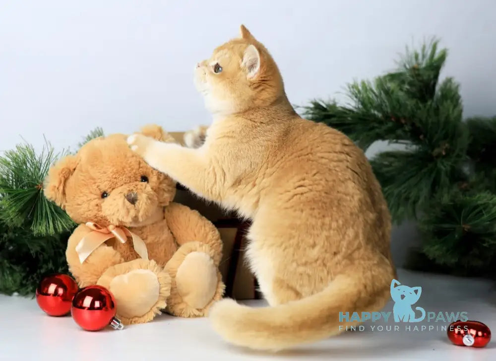 Danaya British Shorthair female black golden chinchilla live animals