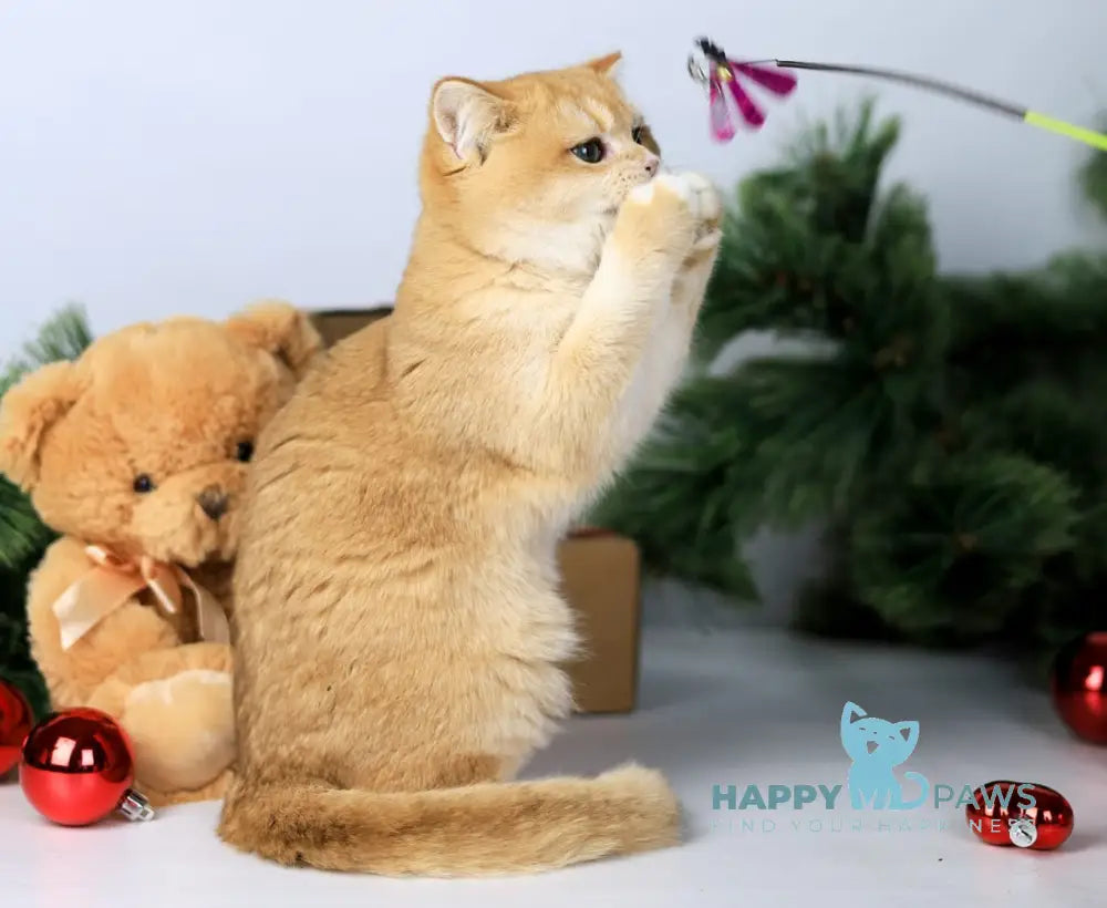 Danaya British Shorthair female black golden chinchilla live animals