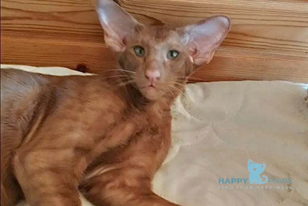 Dancer Oriental Shorthair male cinnamon Animals & Pet Supplies