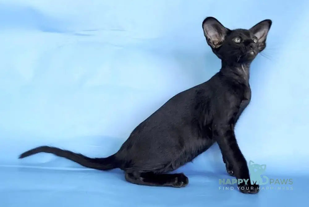 Dandy Oriental Shorthair male black live animals