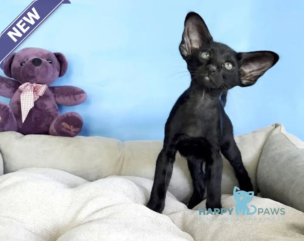 Dandy Oriental Shorthair male black live animals