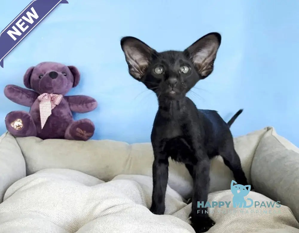 Dandy Oriental Shorthair male black live animals
