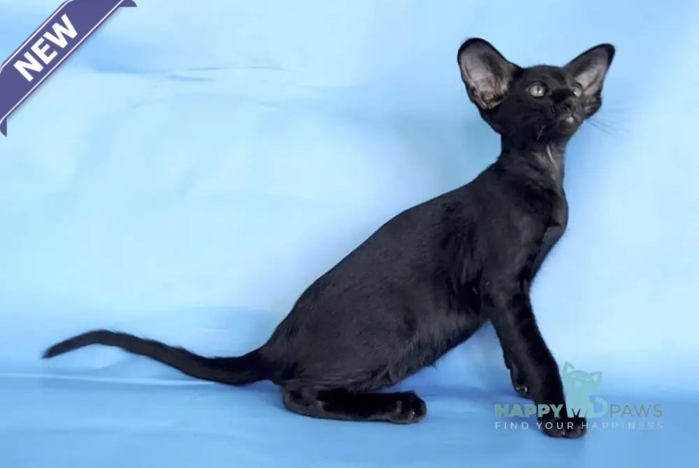 Dandy Oriental Shorthair male black live animals
