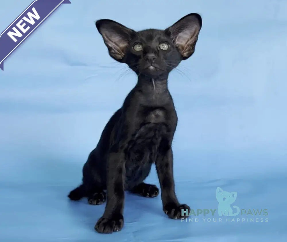 Dandy Oriental Shorthair male black live animals
