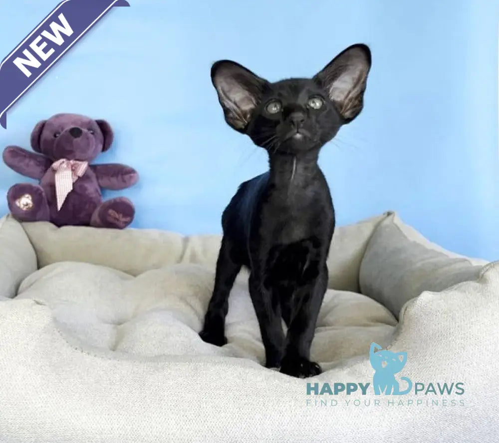 Dandy Oriental Shorthair male black live animals