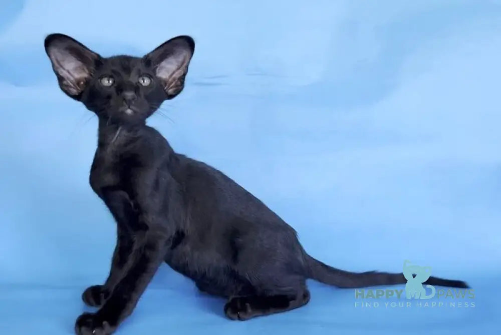 Dandy Oriental Shorthair male black live animals