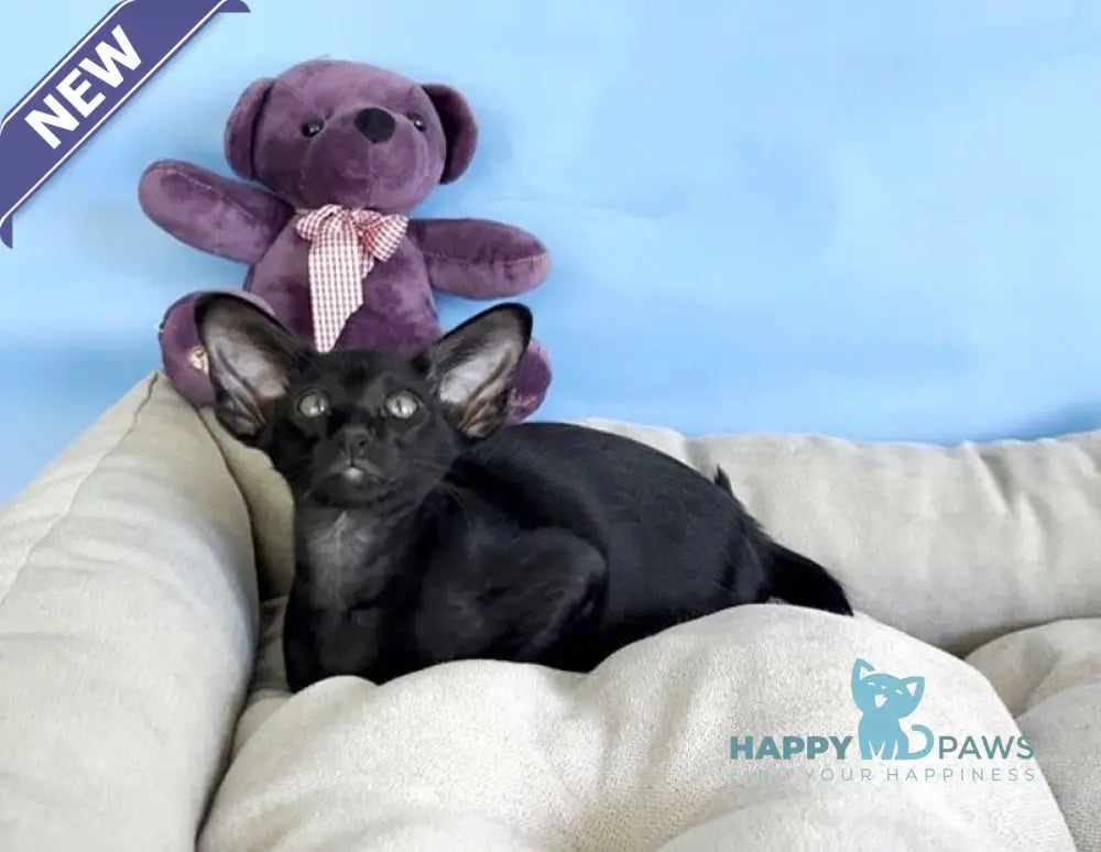 Dandy Oriental Shorthair male black live animals