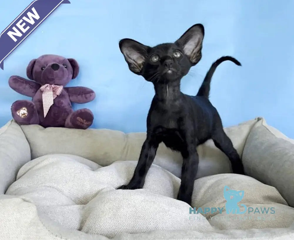 Dandy Oriental Shorthair male black live animals