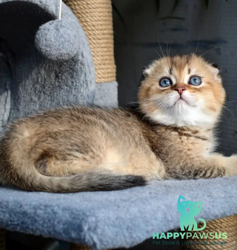 Dandy Scottish Fold male chocolate golden ticked tabby - live animals