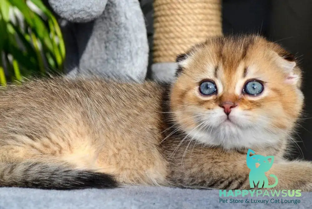 Dandy Scottish Fold male chocolate golden ticked tabby - live animals