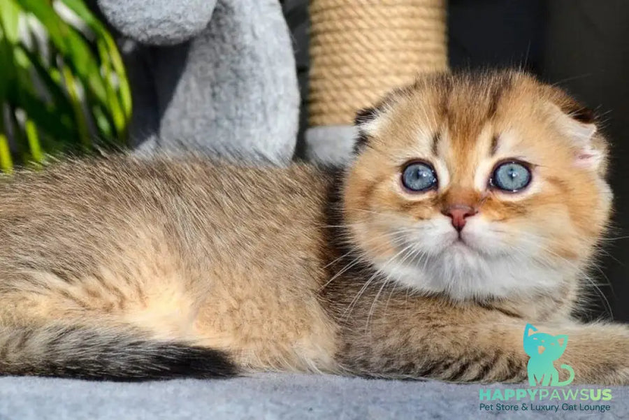 Dandy Scottish Fold male chocolate golden ticked tabby - live animals