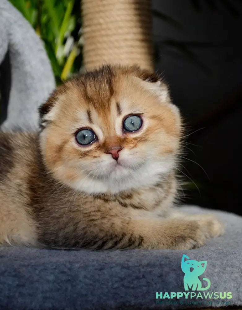 Dandy Scottish Fold male chocolate golden ticked tabby - live animals