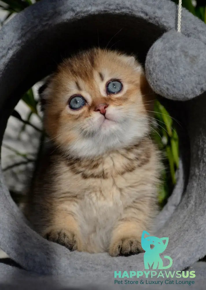 Dandy Scottish Fold male chocolate golden ticked tabby - live animals