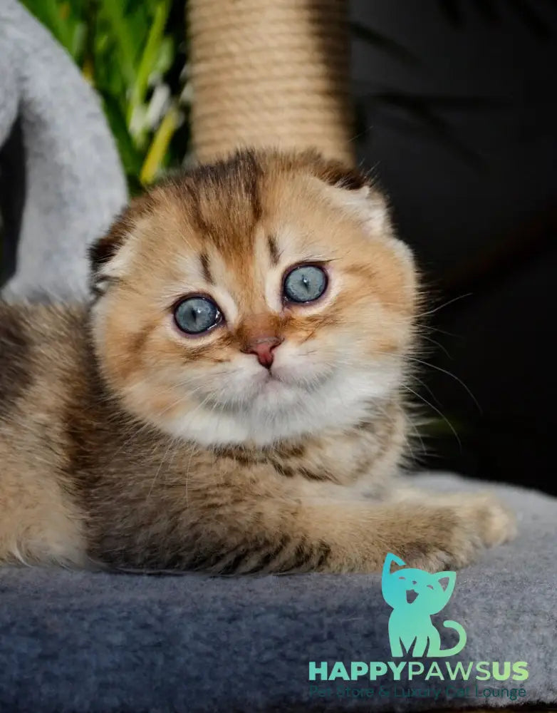 Dandy Scottish Fold male chocolate golden ticked tabby - live animals