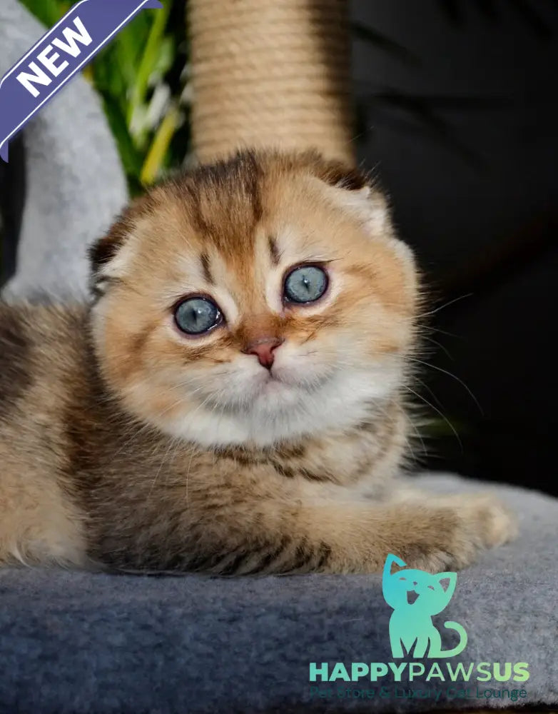 Dandy Scottish Fold male chocolate golden ticked tabby - live animals