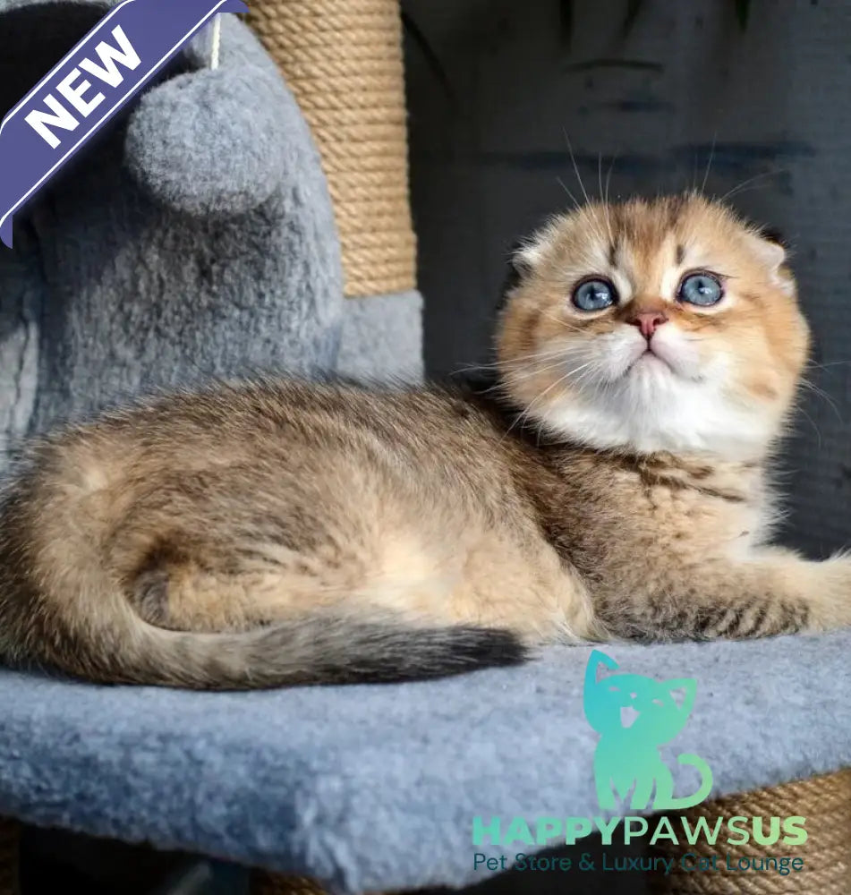 Dandy Scottish Fold male chocolate golden ticked tabby - live animals