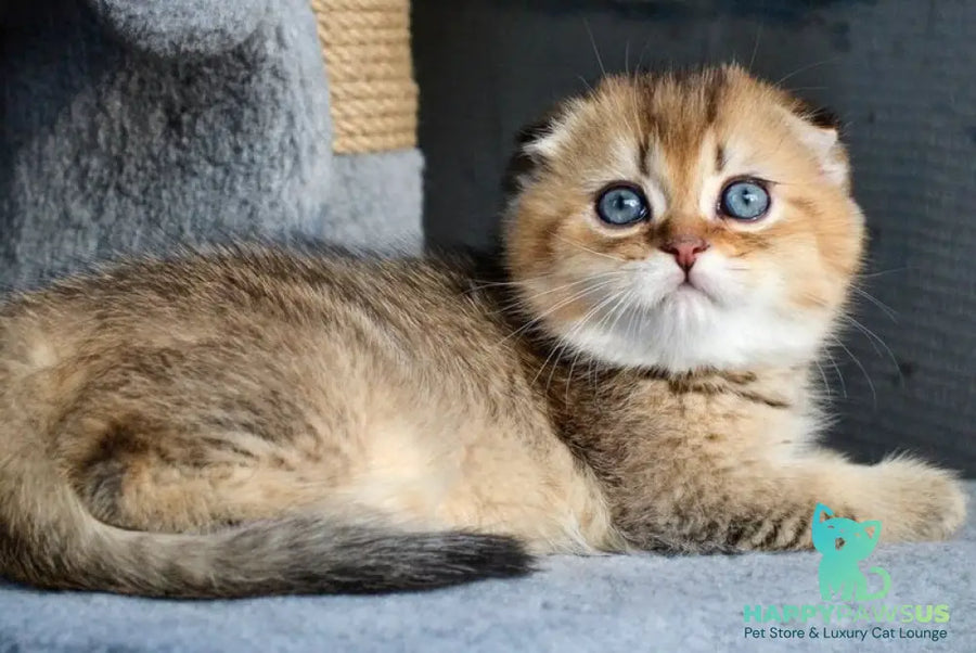 Dandy Scottish Fold male chocolate golden ticked tabby - live animals