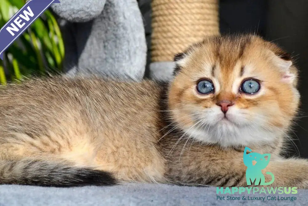 Dandy Scottish Fold male chocolate golden ticked tabby - live animals
