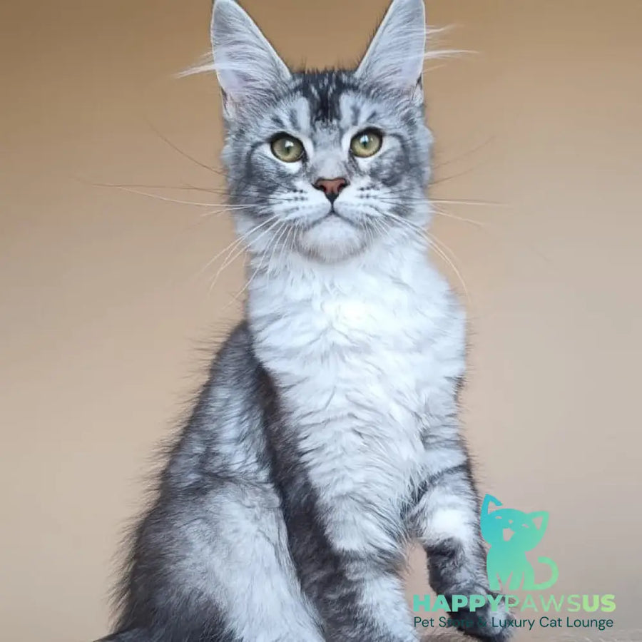 Danessa Maine Coon female black silver ticked tabby - live animals
