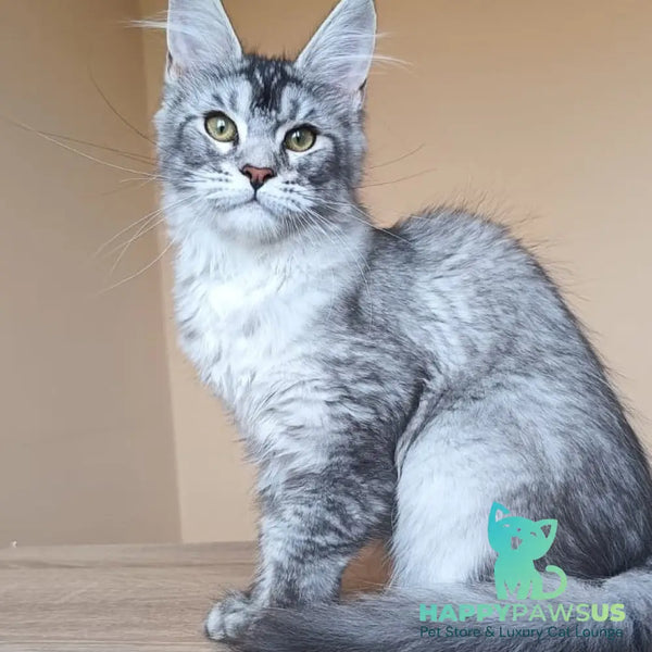 Danessa Maine Coon female black silver ticked tabby - live animals