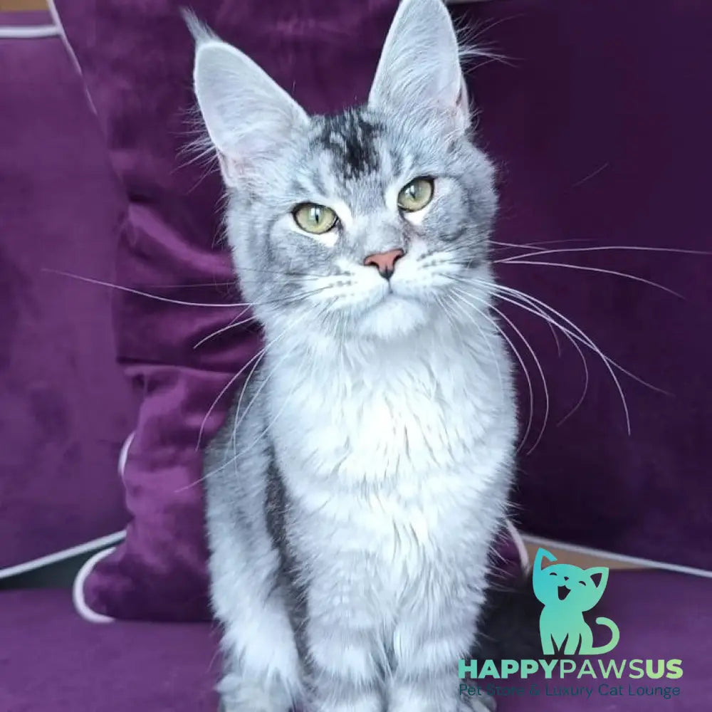 Danessa Maine Coon female black silver ticked tabby - live animals