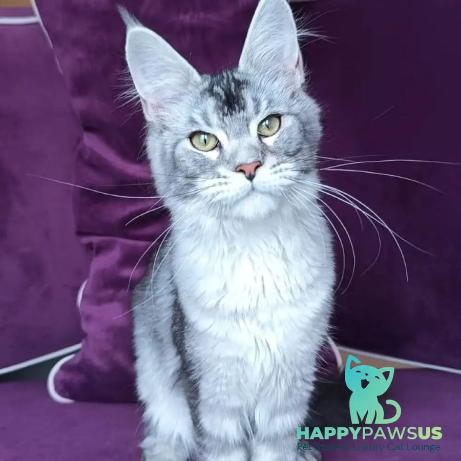 Danessa Maine Coon female black silver ticked tabby - live animals