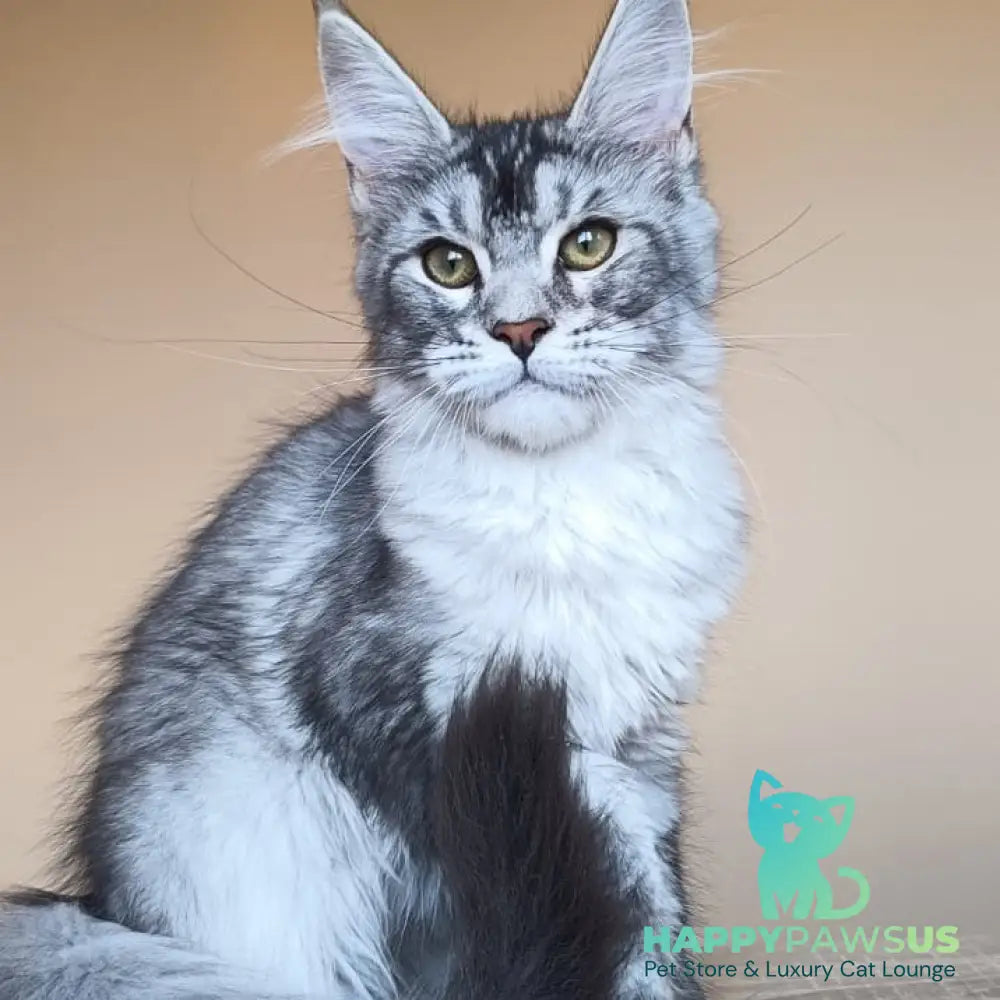 Danessa Maine Coon female black silver ticked tabby - live animals