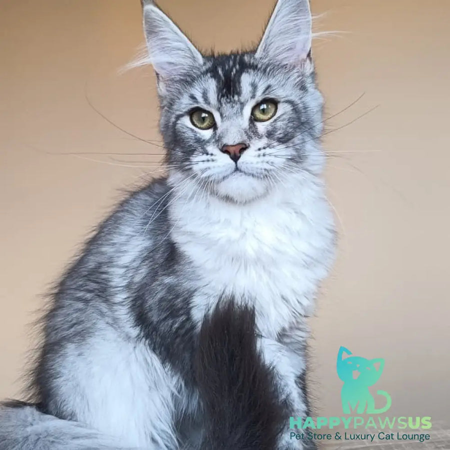 Danessa Maine Coon female black silver ticked tabby - live animals