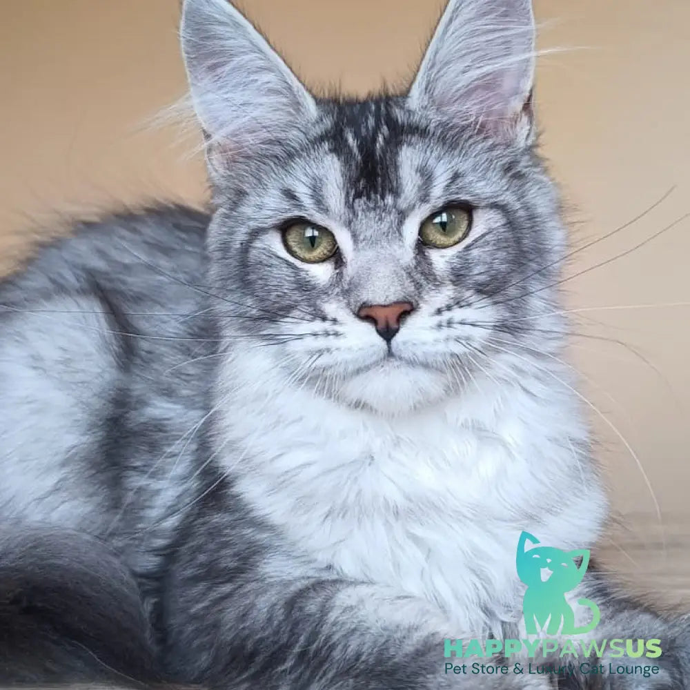 Danessa Maine Coon female black silver ticked tabby - live animals