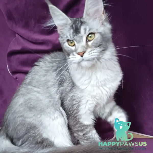 Danessa Maine Coon female black silver ticked tabby - live animals