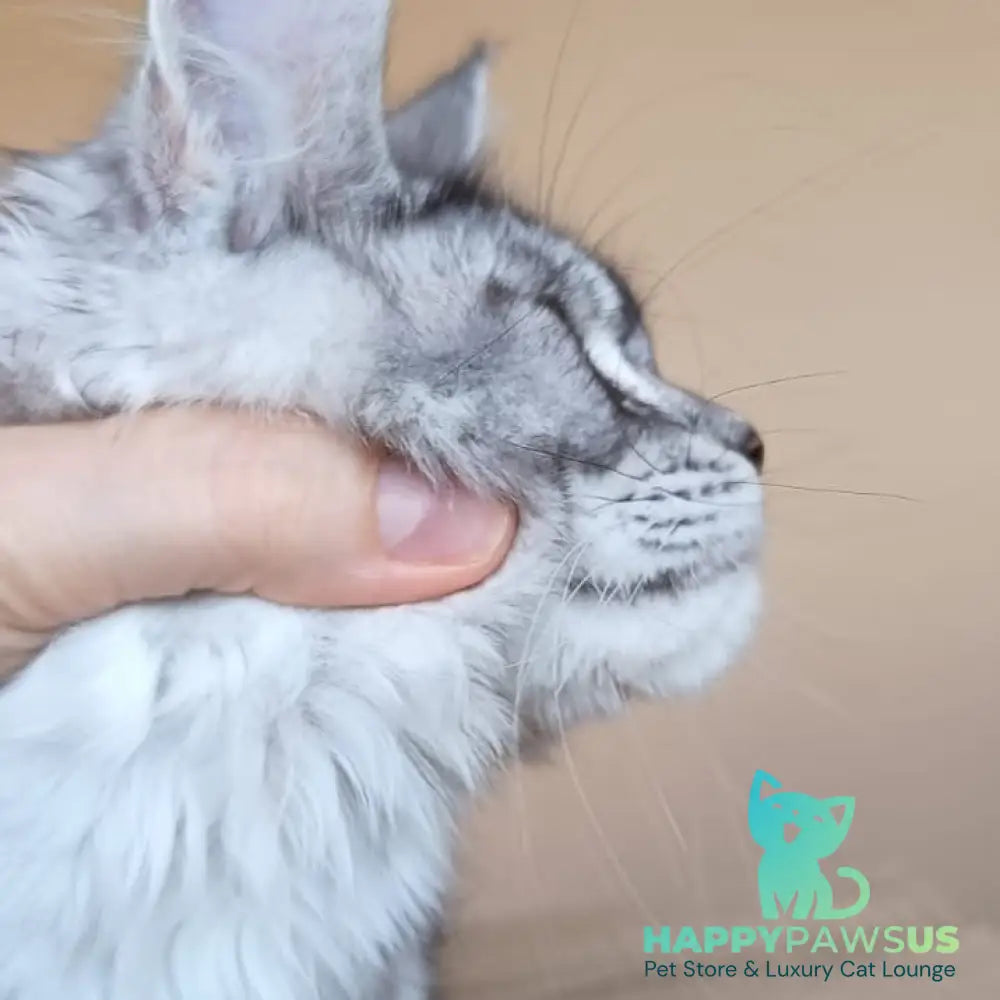 Danessa Maine Coon female black silver ticked tabby - live animals