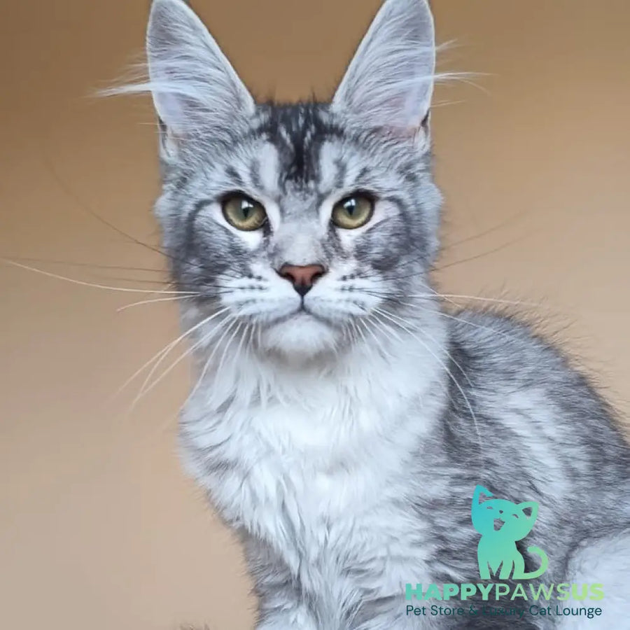 Danessa Maine Coon female black silver ticked tabby - live animals