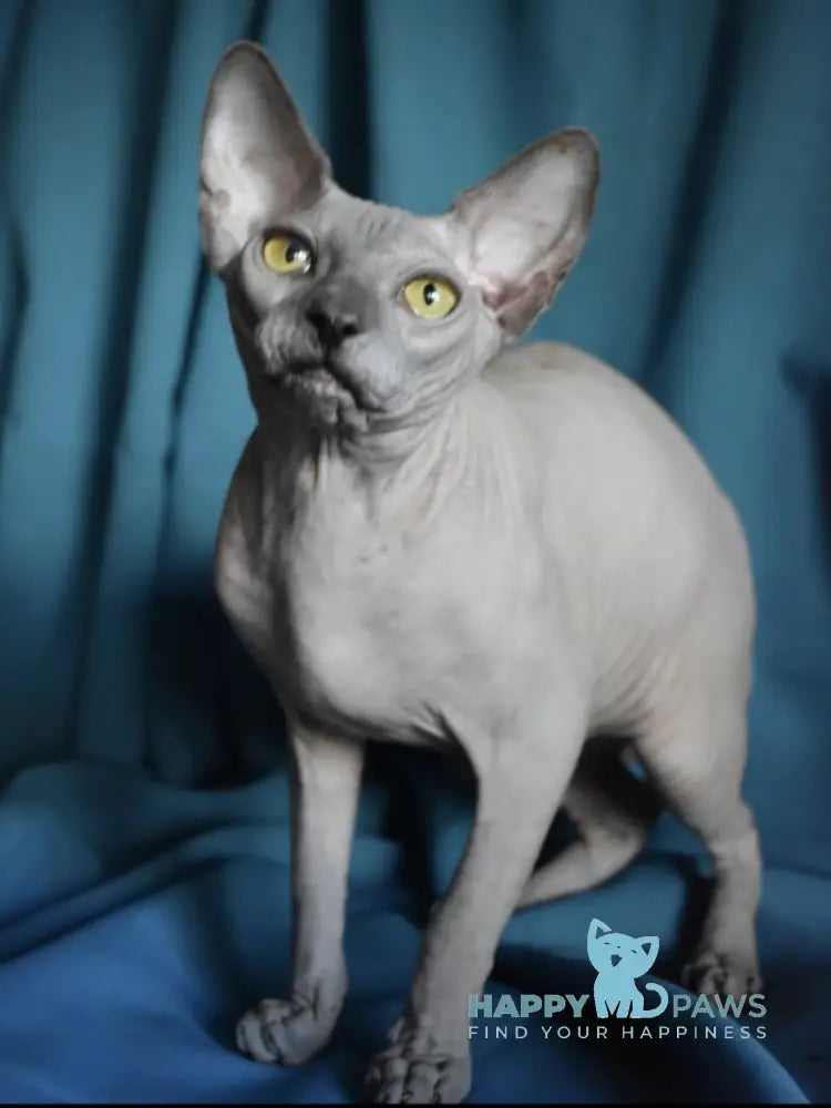 Dango Canadian Sphynx male blue live animals
