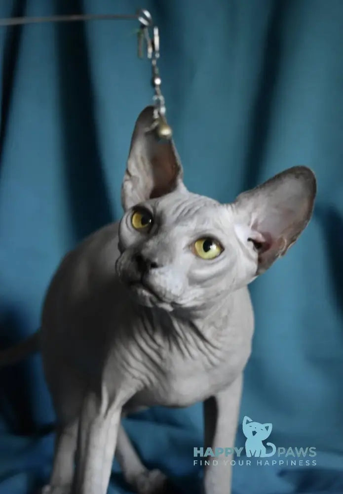 Dango Canadian Sphynx male blue live animals