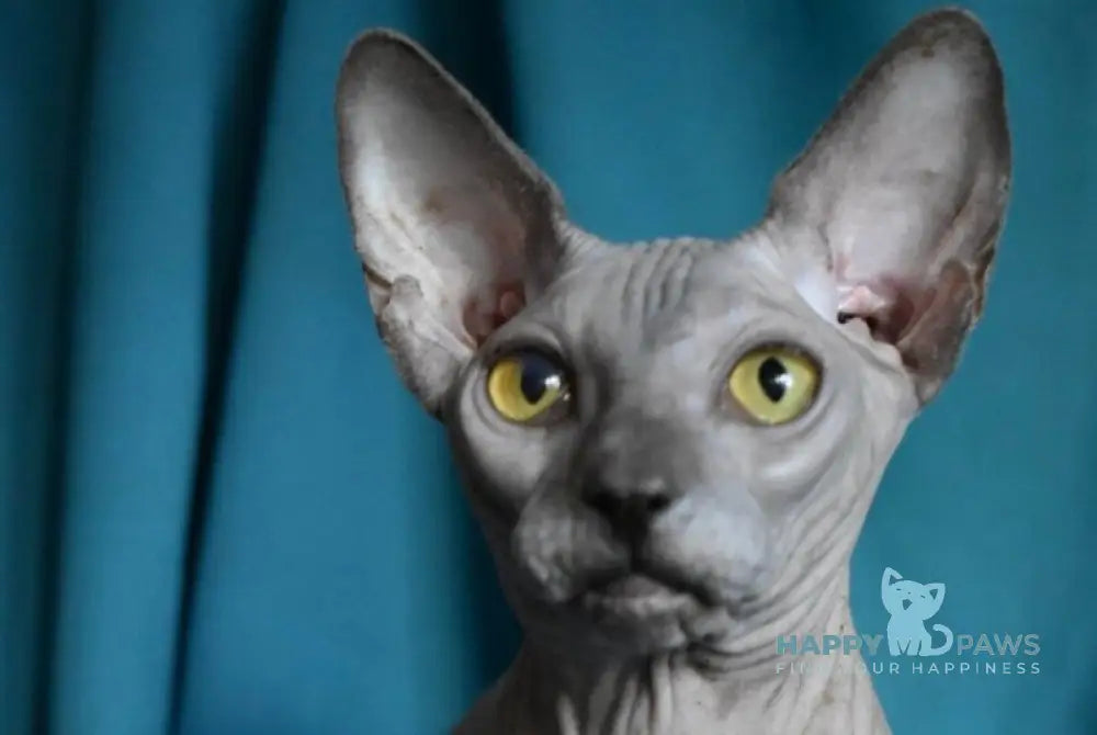 Dango Canadian Sphynx male blue live animals