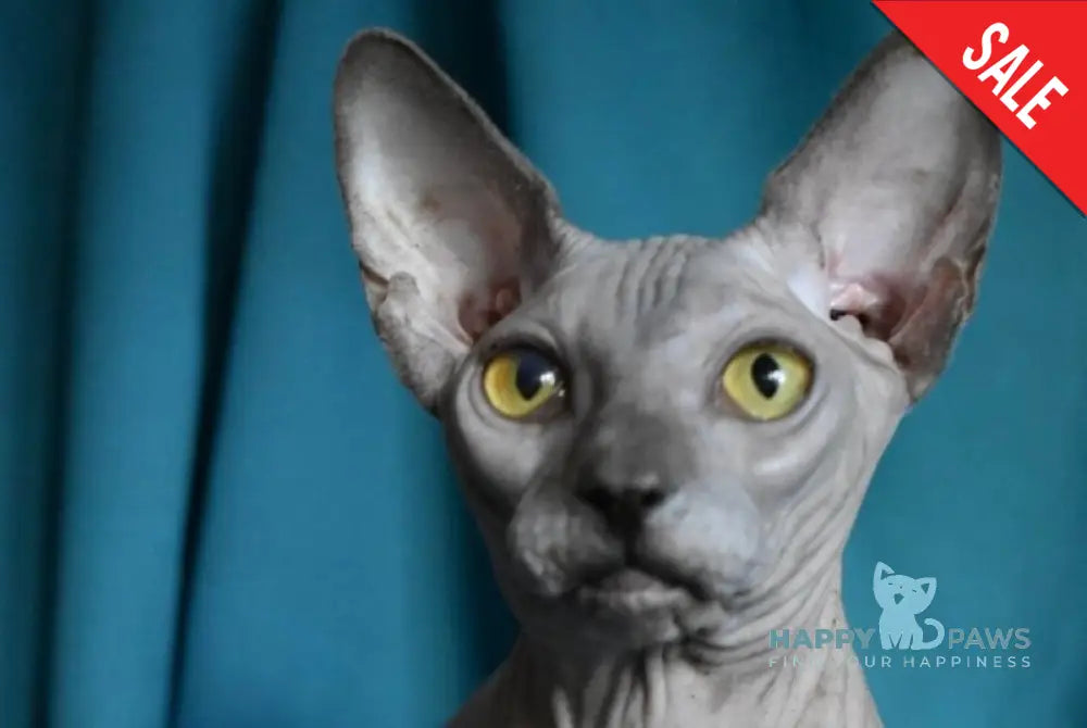 Dango Canadian Sphynx male blue live animals