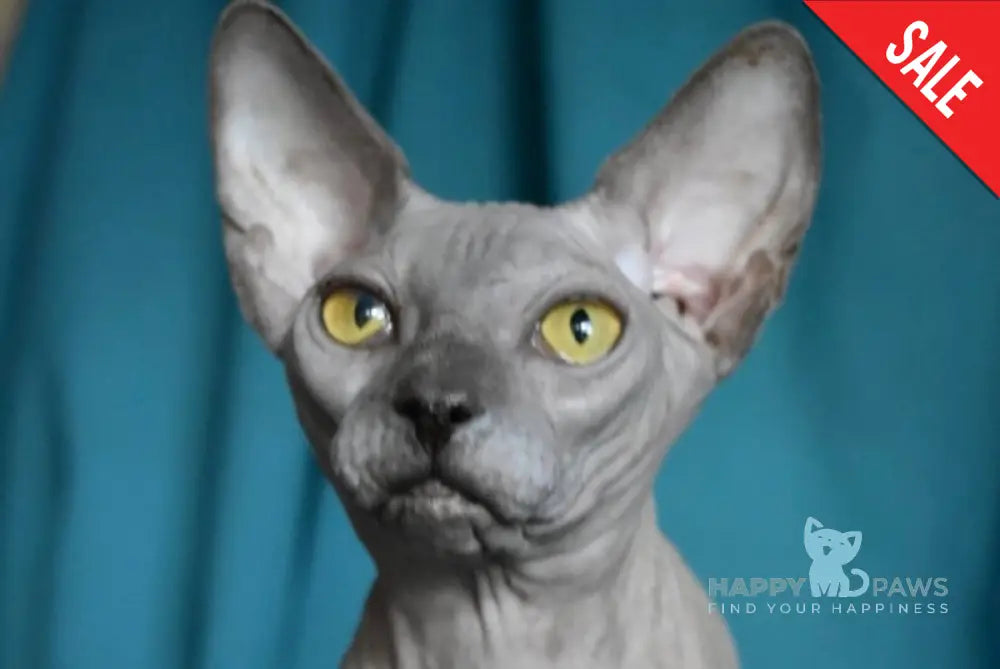 Dango Canadian Sphynx male blue live animals