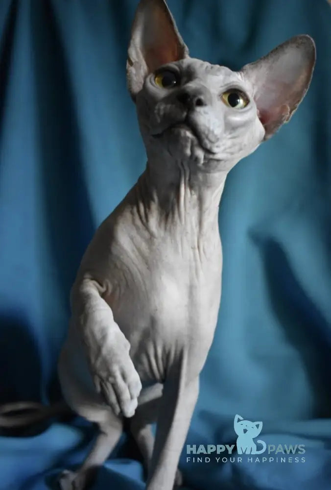 Dango Canadian Sphynx male blue live animals