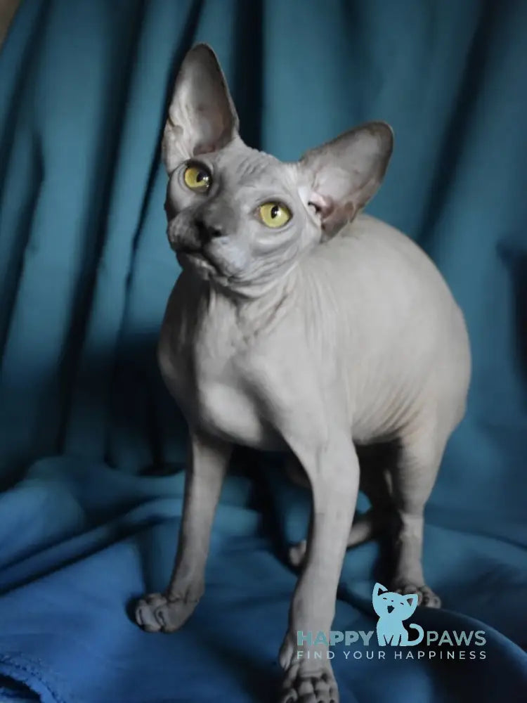 Dango Canadian Sphynx male blue live animals