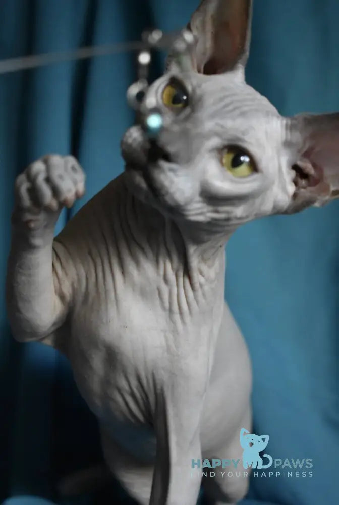 Dango Canadian Sphynx male blue live animals
