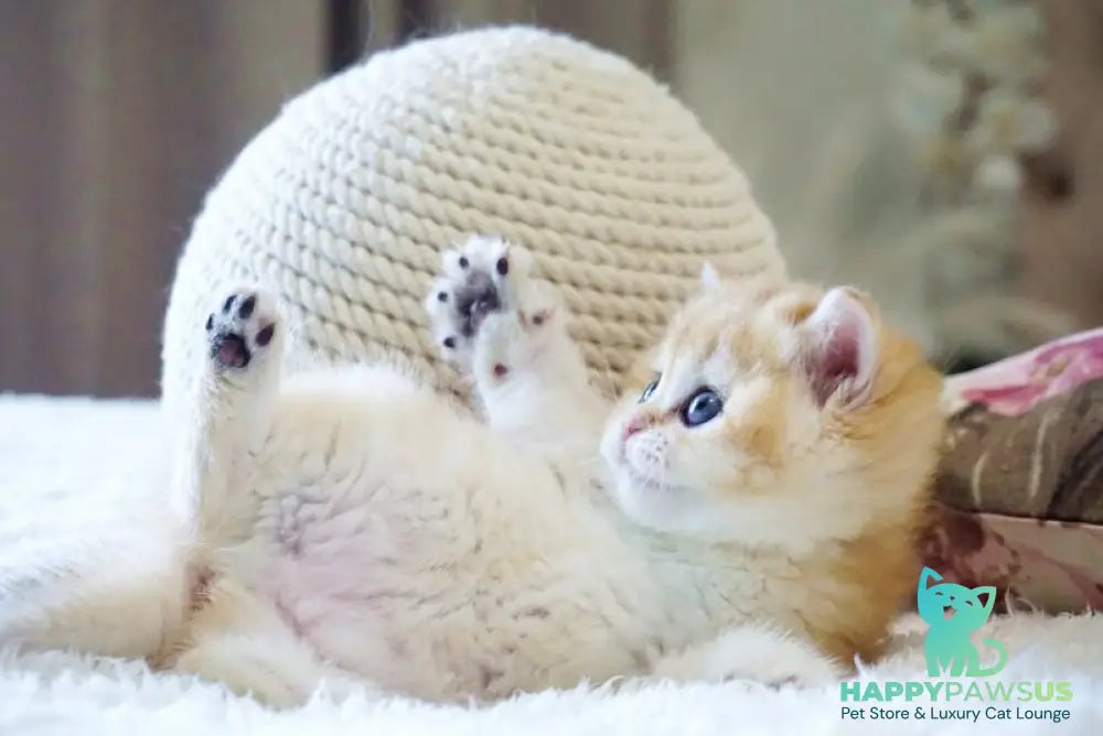Danica British Shorthair female black golden chinchilla - live animals