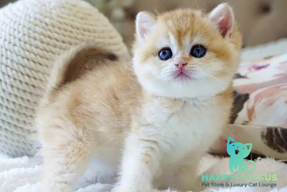 Danica British Shorthair female black golden chinchilla - live animals